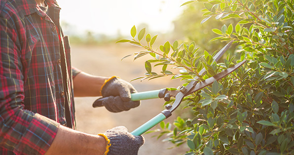 Tuin lenteklaar maken: snoeien van planten